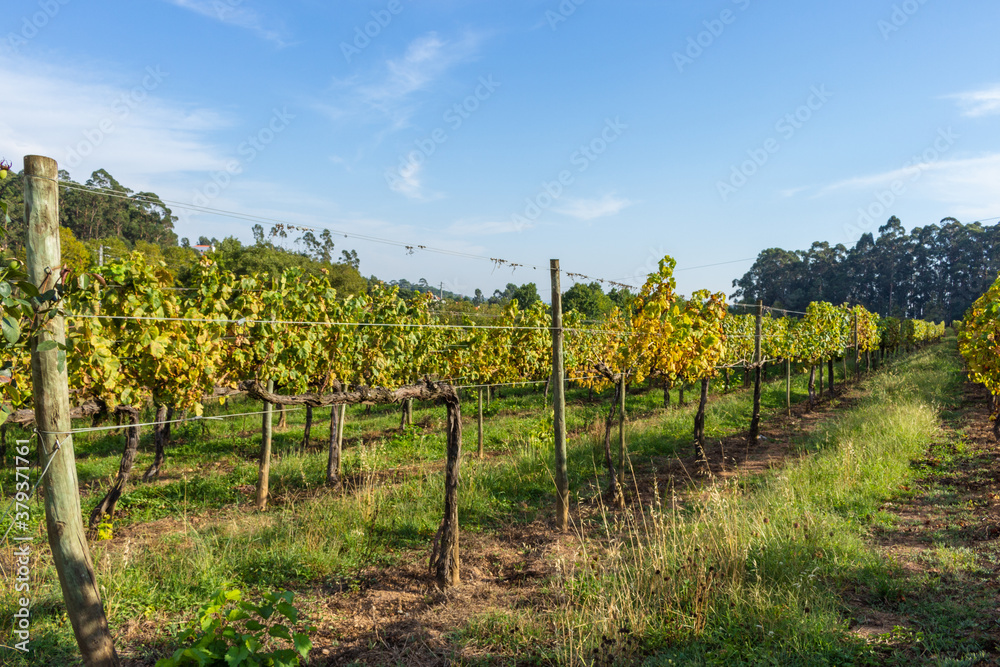 Rows of green vineyards growing in the agricultural lands of Palmeira de Faro, Esposende, Minho Region. Minho is the biggest wine producing region in Portugal. Vineyards prepared for the collection.