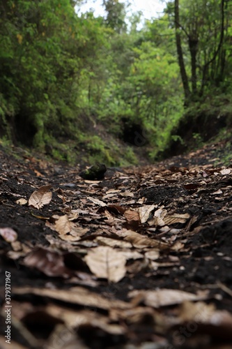 forest in autumn