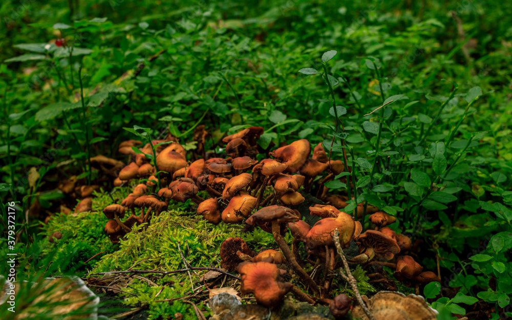 Brown mushrooms growing in a green rain forest Brown mushrooms growing in a green rain forest