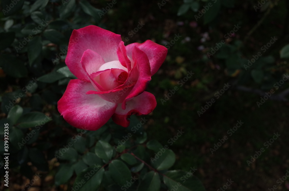 Red and White Flower of Rose 'Seika' in Full Bloom
Red and White Flower of Rose 'Seika' in Full Bloom