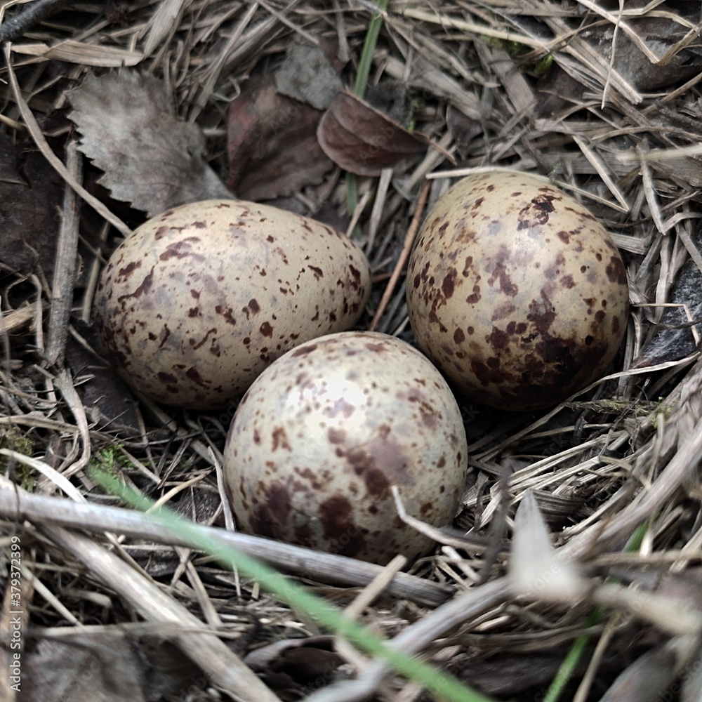 Obraz premium nest with eggs
