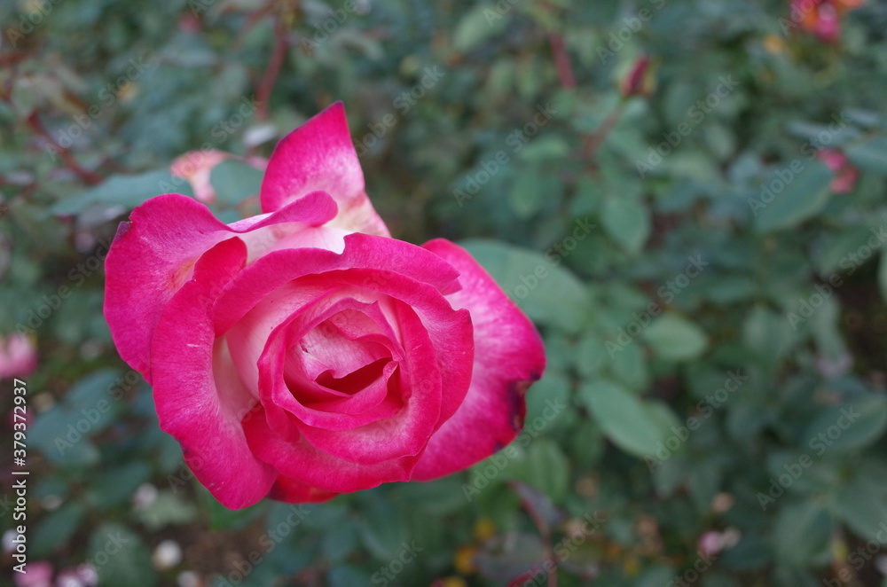 Red and White Flower of Rose 'Seika' in Full Bloom
Red and White Flower of Rose 'Seika' in Full Bloom