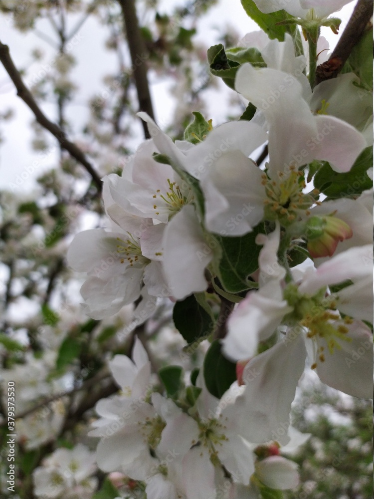 apple tree blossom apple tree blossom