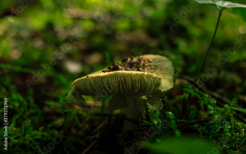 Yellow mushrooms growing in a green rain forest