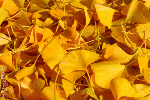 Wallpaper Mural 銀杏の落葉。喰丸、昭和、福島、日本。11月上旬。 Torontodigital.ca