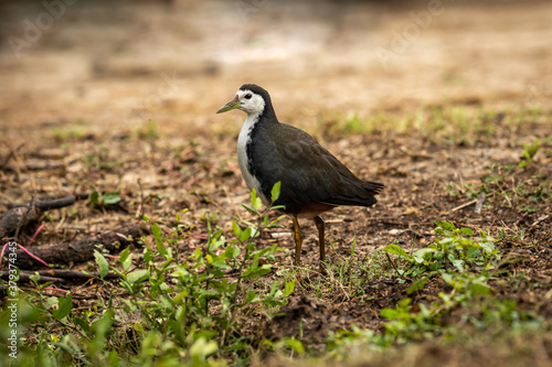 White breasted waterhen or Amaurornis phoenicurus portrait at keoladeo ghana national park or bharatpur bird sanctuary rajasthan india