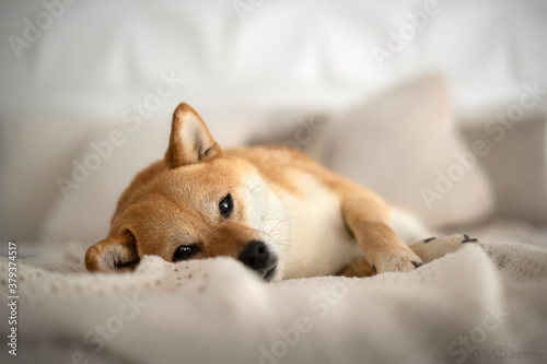 chien shibainu mignon couché au lit saina.shibainu 