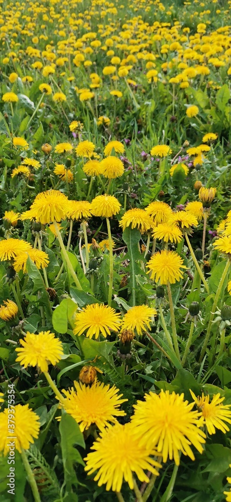 Fototapeta premium yellow dandelion flowers