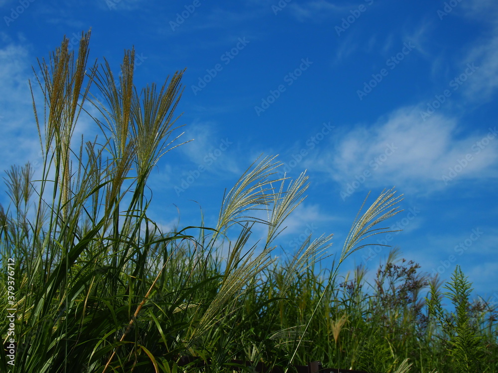ススキと青空 ススキと青空