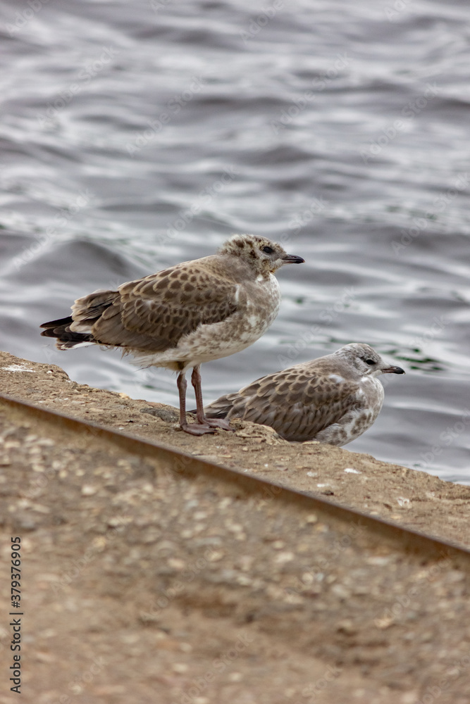 Chicks of seagulls on a pier near the water. Bird and sea close-up. Plumage. Wild birds background. Chicks of seagulls on a pier near the water. Bird and sea close-up. Plumage. Wild birds background.