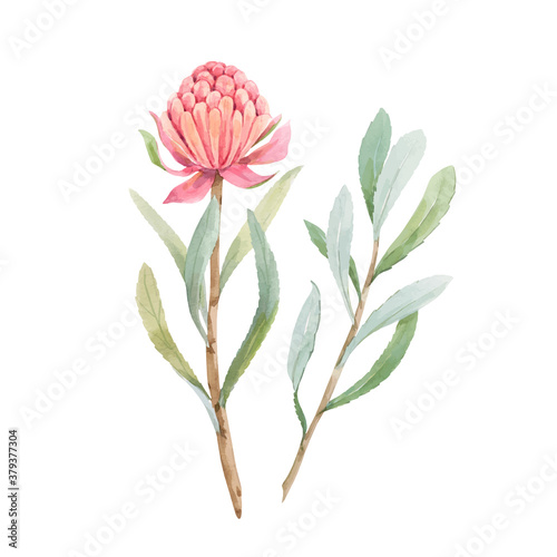 Beautiful vector image with watercolor summer pink protea flower painting. Stock illustration.