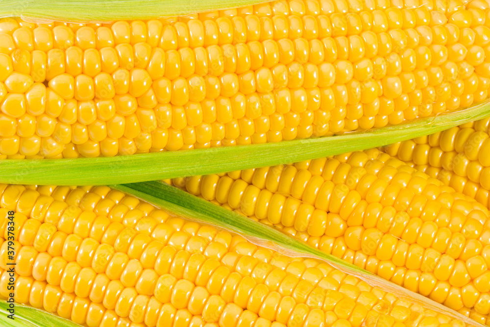 An ear of corn as a texture. top view An ear of corn as a texture. top view