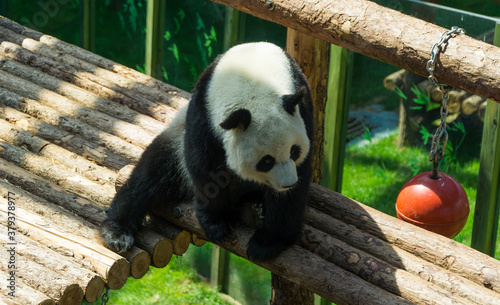 Dalian - Dalian Forest Zoo - China 