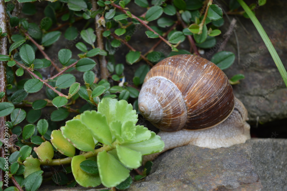 snail on a leaf snail on a leaf