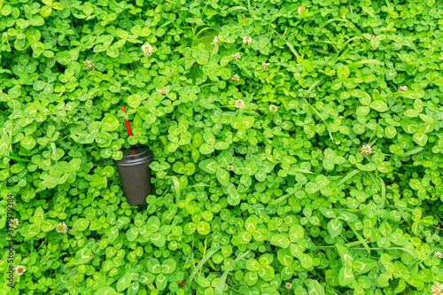 A black paper coffee cup with a red straw is thrown into the green grass. View from above. Environmental pollution with household waste