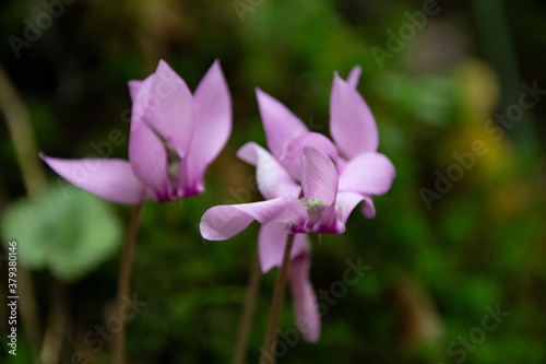 Cyclamen purpurascens - Podyji National Park, Czech Republic