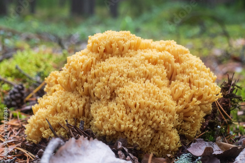 Ramaria flava mushroom. Yellow coral fungi at the foresst photo