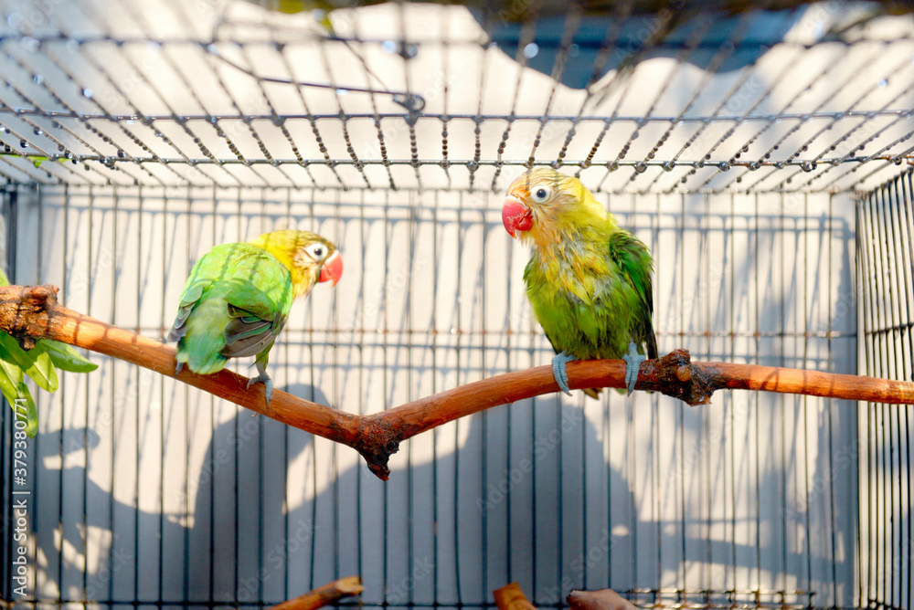 Obraz premium Lovebird standing on a branch