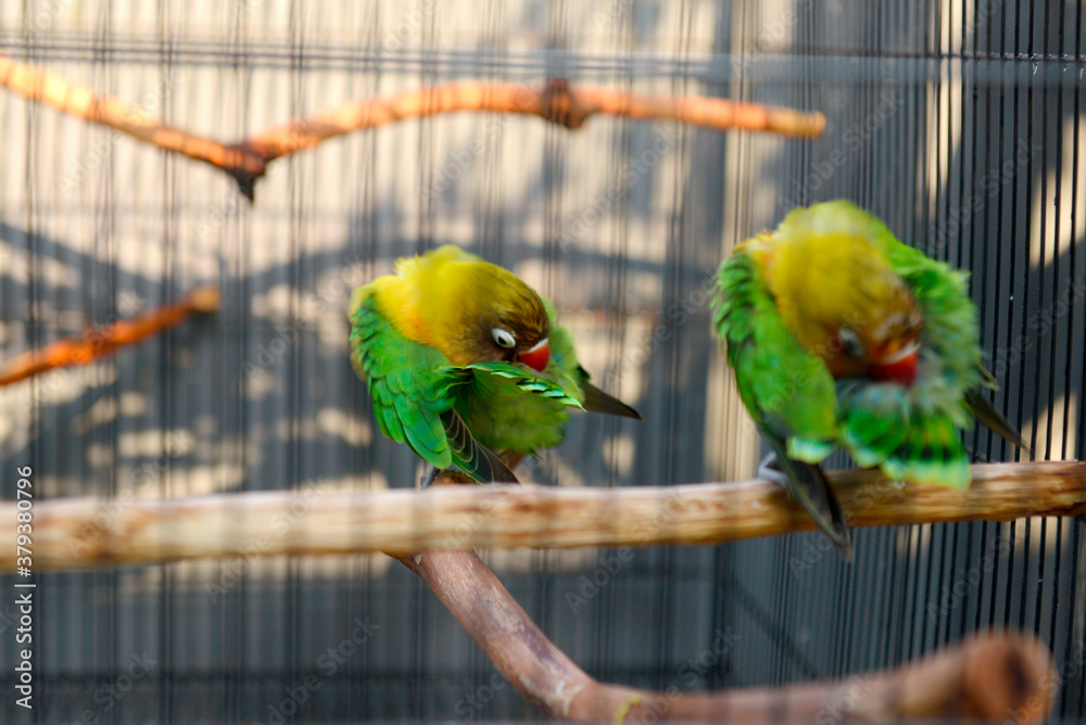 Obraz premium Lovebird standing