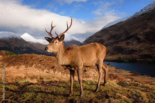 The Red Deer Stag in auto  Glencoe  west Highlands