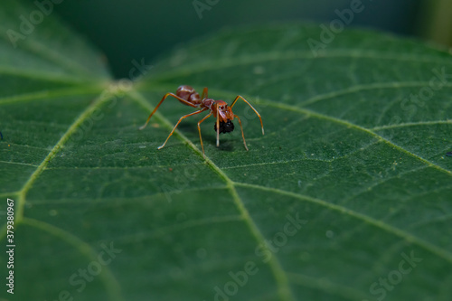 Ant Mimicry, Ant spider macro photography © 7G Studio