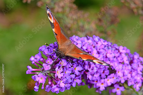 Tagpfauenauge (Aglais io) - European peacock photo