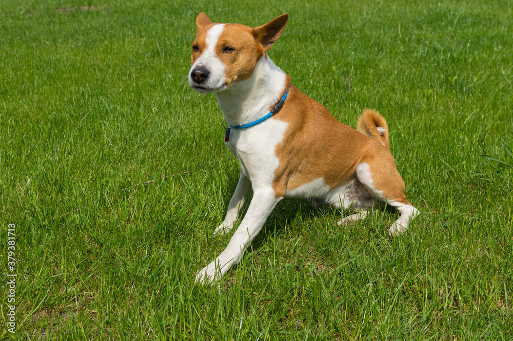 Mature basenji male dog looking closely while sitting on a  green lawn