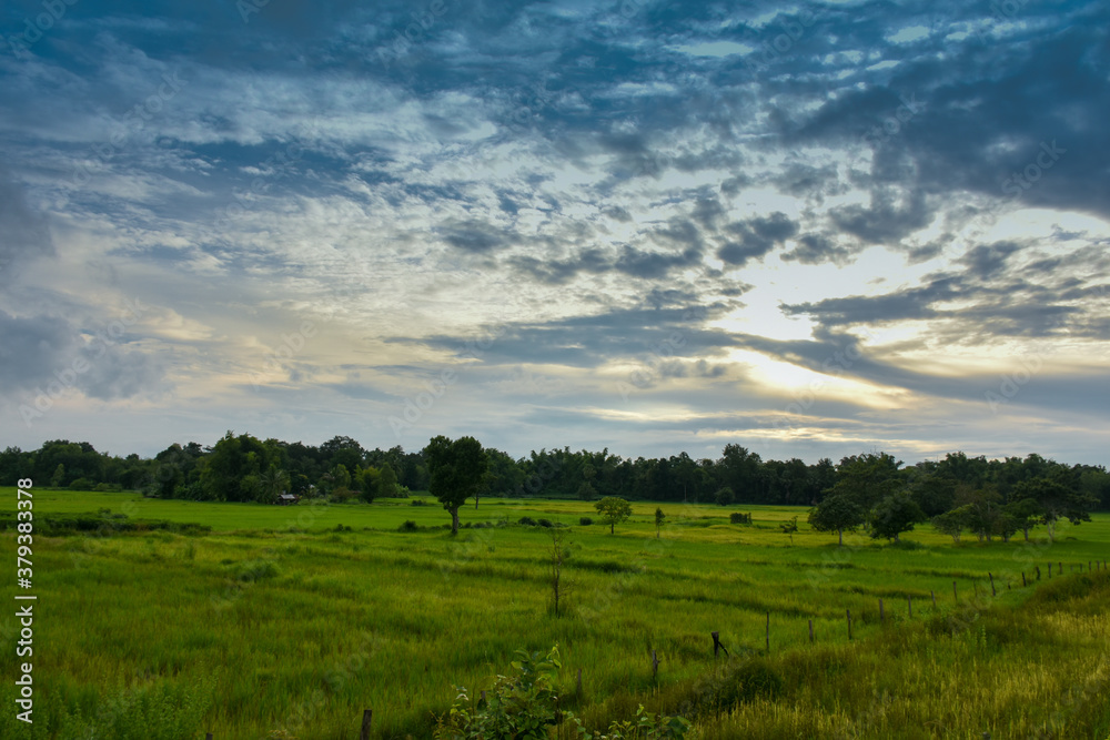 Green rice fields with blue sky in rainy season.