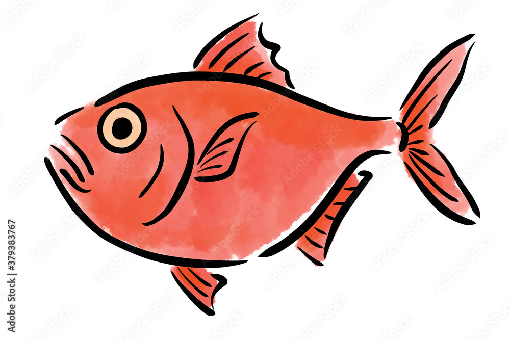 金目鯛 キンメダイ 魚 筆 手描き Stock イラスト Adobe Stock