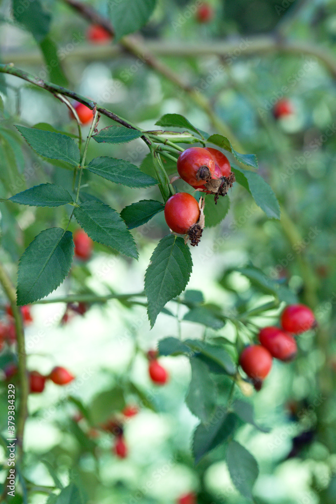 Autumn natural background, rosehip berries on the bush Autumn natural background, rosehip berries on the bush