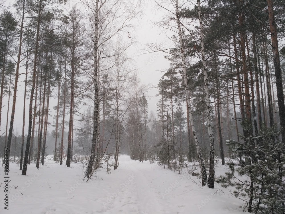 forest in winter forest in winter