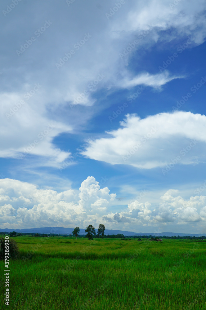 Landscape view of green grass with blue sky and clouds background. Landscape view of green grass with blue sky and clouds background.