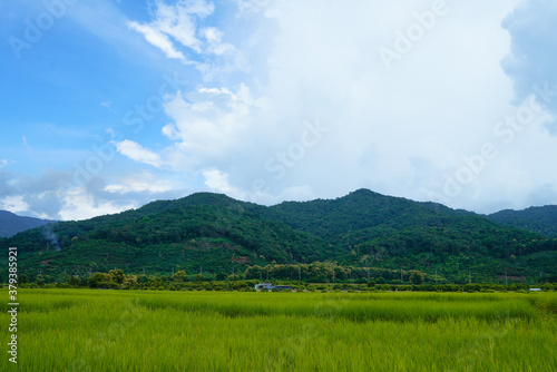 Landscape view of green grass with blue sky and clouds background.