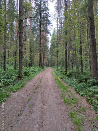 path in the woods © Андрей Семакин