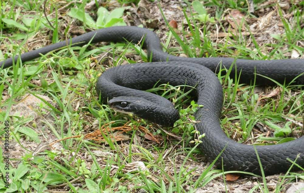Indigo snake on grass in Florida wild, closeup Indigo snake on grass in Florida wild, closeup