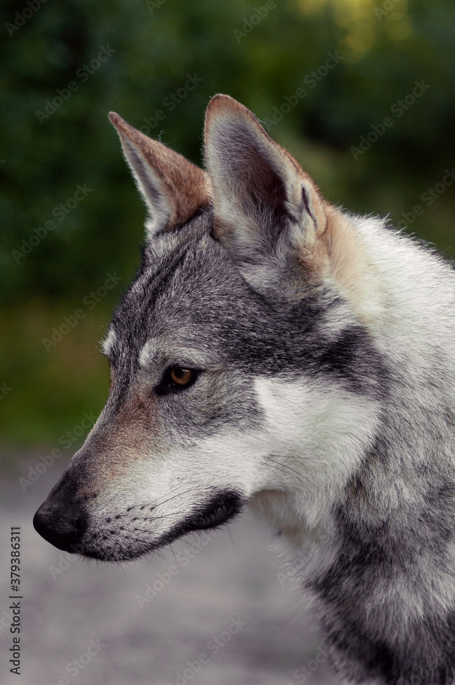 Fototapeta premium Czechoslovak Wolfdog portrait