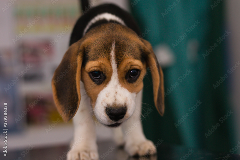 beagle puppy on the consult table at the veterinary clinic