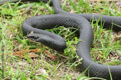 Black indigo snake on the grass in Florida wild, closeup