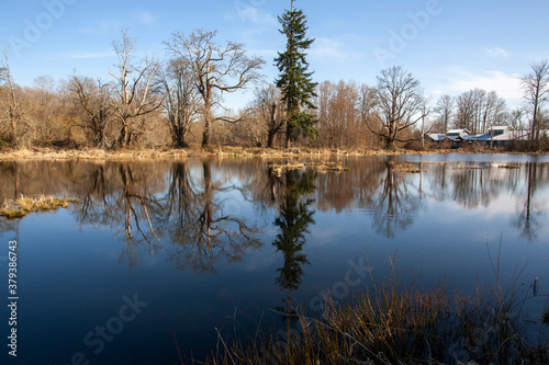 reflection of trees in the water