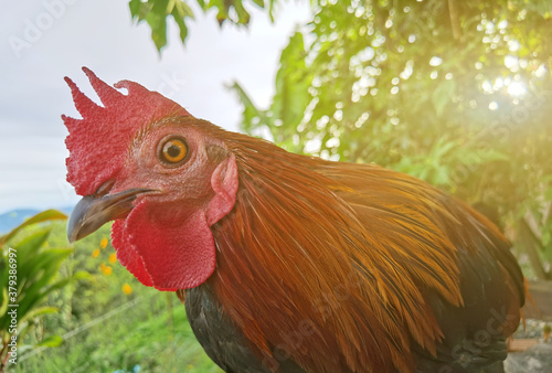 Canvas Print Rooster bantam white crowing in farm on-field natural background