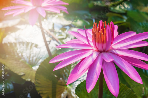 .Lotus flower in the pond