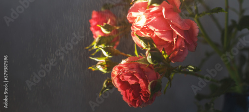 red rose with strong contrast and water drops on a black background