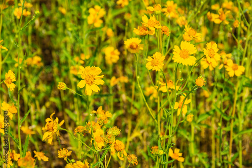 A field of yellow flowers with a small section of the flowers in focus providing depth to the image. © Jason Yoder