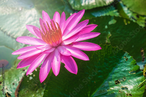 .Lotus flower in the pond