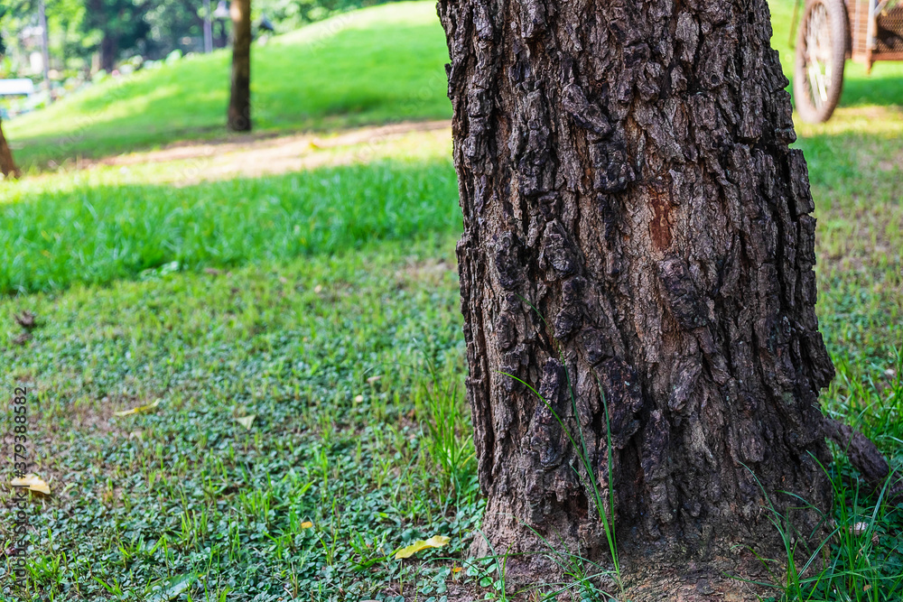 Fototapeta premium Background details of the bark of trees