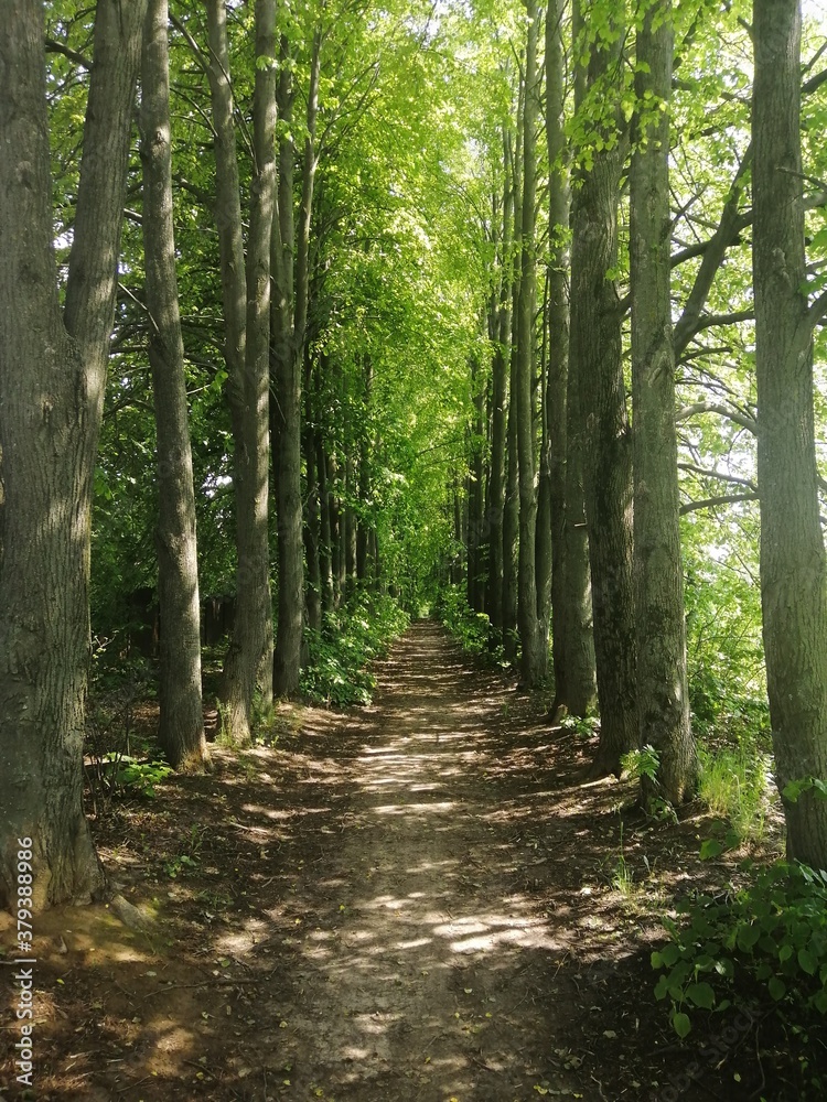 Fototapeta premium Красота дороги