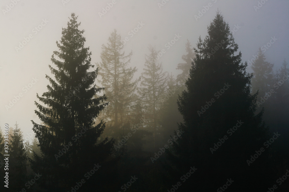 trees in the autumn fog forest