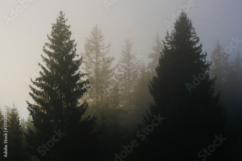 trees in the autumn fog forest © Iuliia Tregub