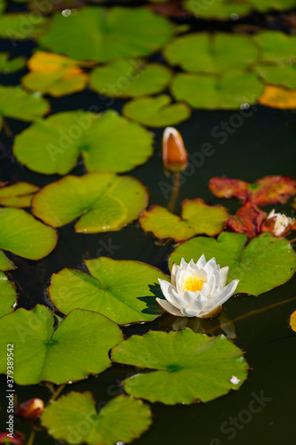 White water lily flower among green leaves.