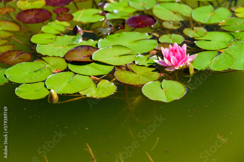 Pink water lily flower among green leaves.